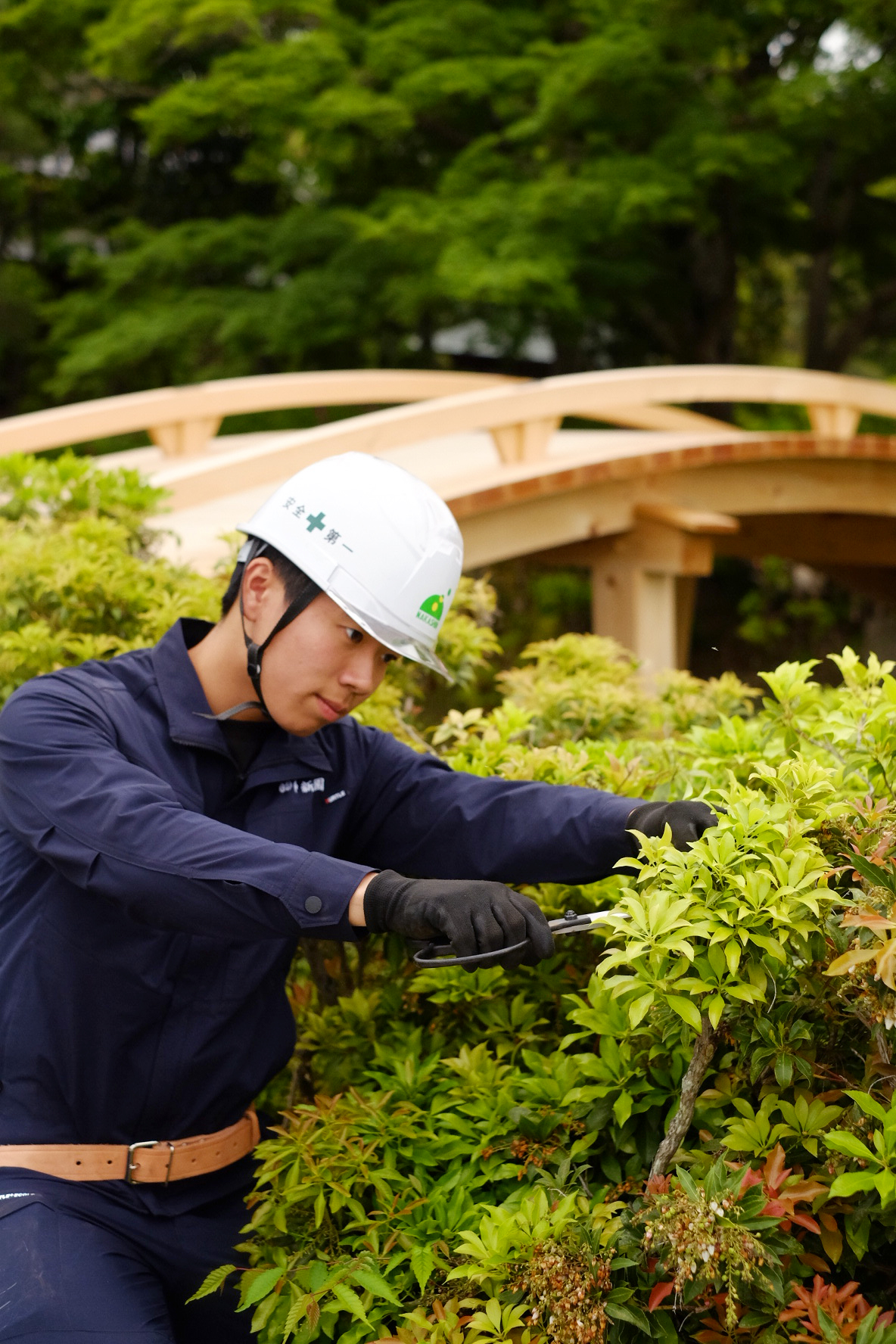 剪定する樹木医補の社員